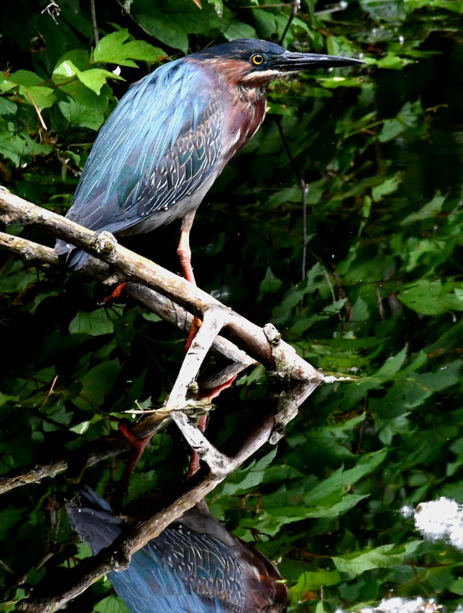 eBird Checklist 11 Jun 2022 Lake of the Woods, Bremen 25 species