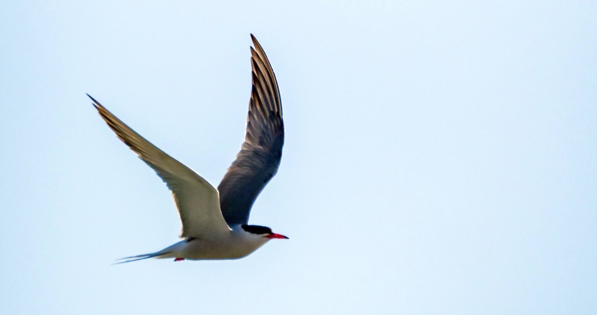 Common Tern - Matt M.