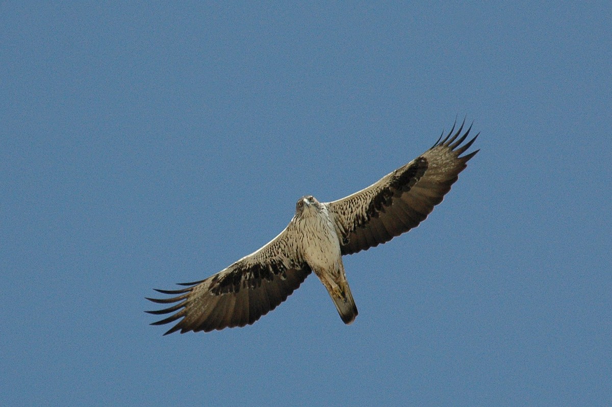 Bonelli's Eagle - Peter Arras