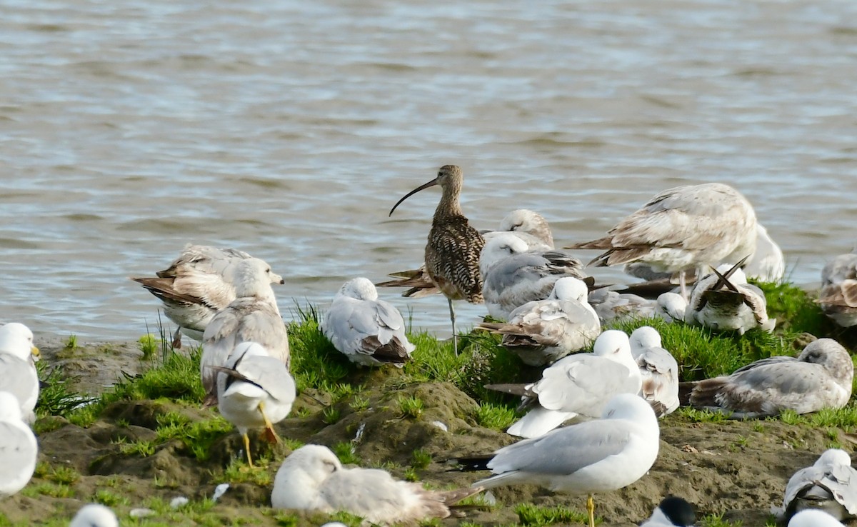 Long-billed Curlew - ML458674151