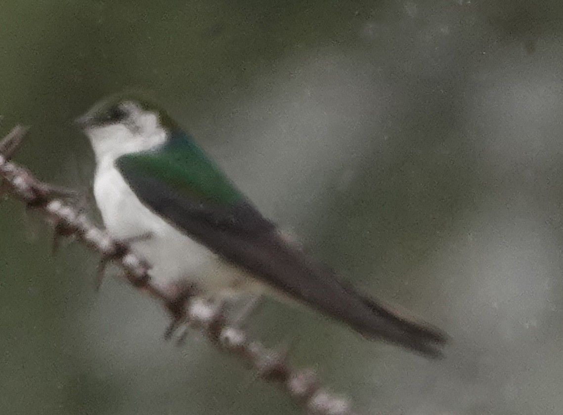 Violet-green Swallow - ML458677141
