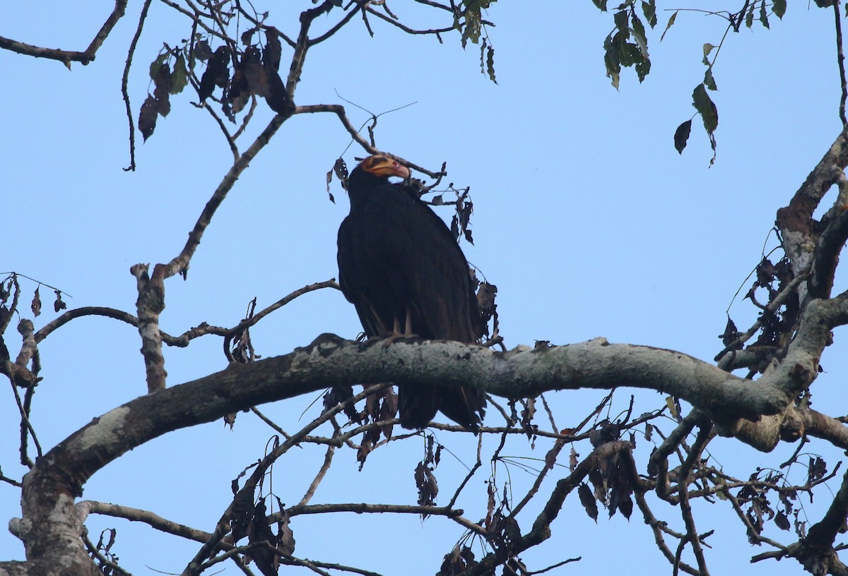 Greater Yellow-headed Vulture - ML45867901