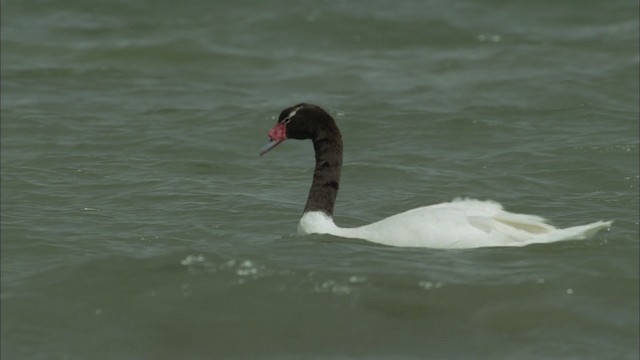Black-necked Swan - ML458680