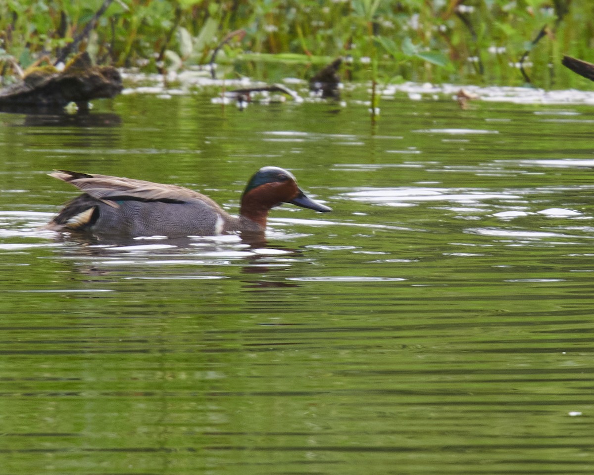 Green-winged Teal - ML458680211