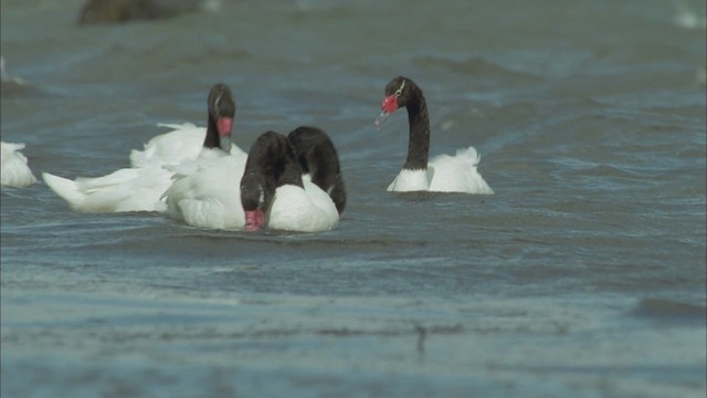 Black-necked Swan - ML458681