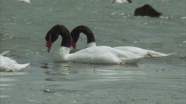 Black-necked Swan - ML458682