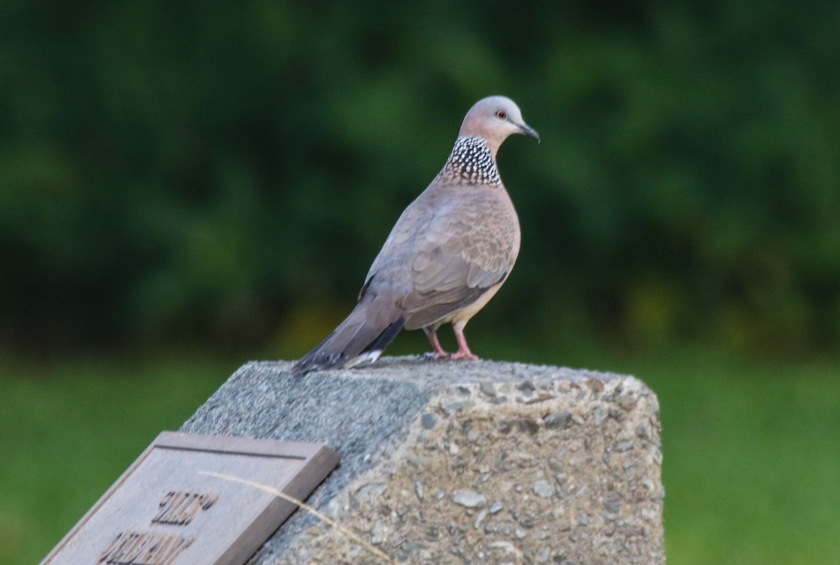 Spotted Dove - Gale VerHague