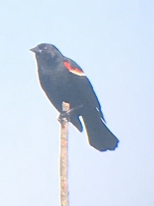 Red-winged Blackbird - ML458684151