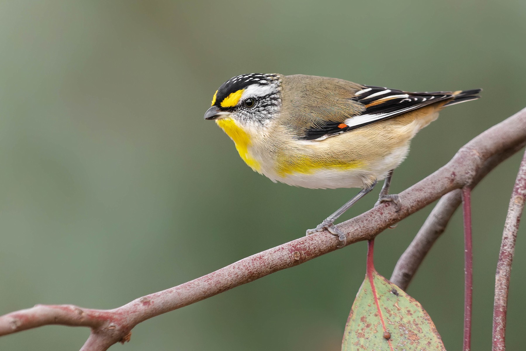 キボシホウセキドリ（substriatus） - eBird