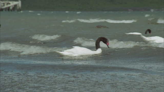 Black-necked Swan - ML458685