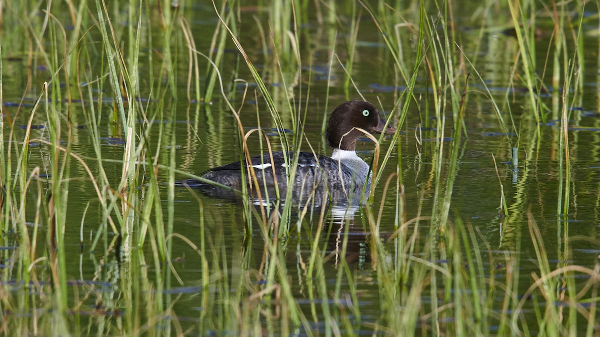 eBird Checklist - 8 Jun 2022 - Chugach NF--Upper Summit Lake - 8 species