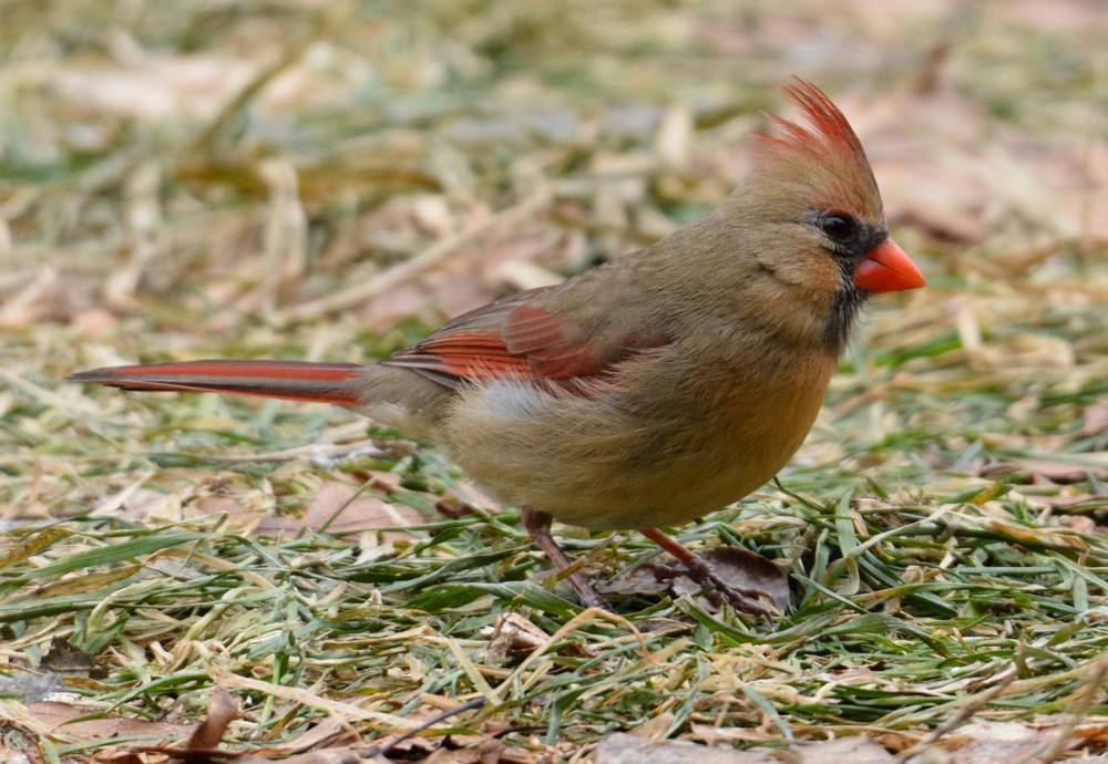 Northern Cardinal - Dick Horsey