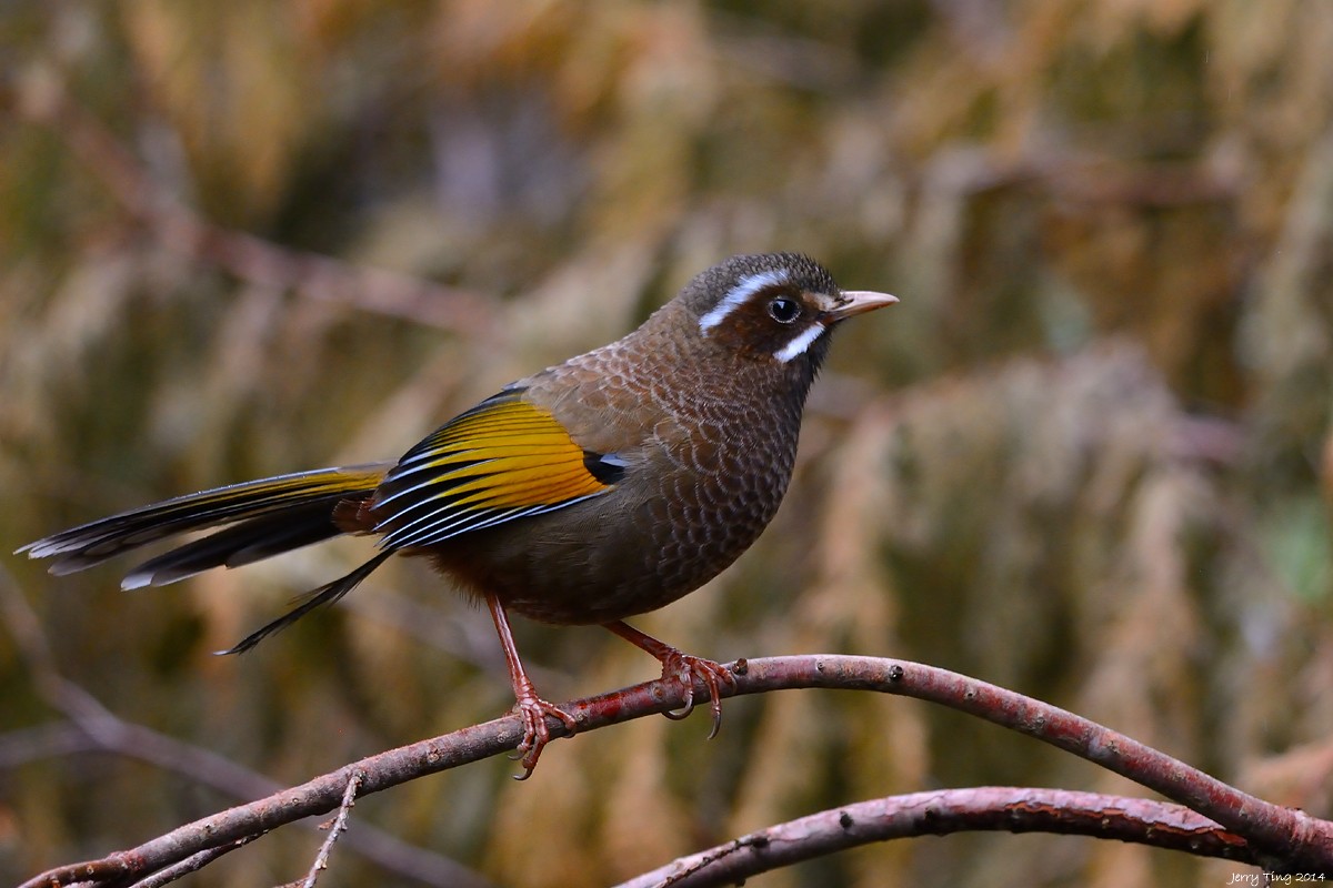 White-whiskered Laughingthrush - Jerry Ting
