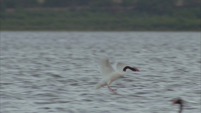 Black-necked Swan - ML458693