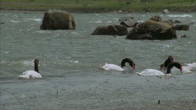 Black-necked Swan - ML458698
