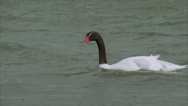 Black-necked Swan - ML458701