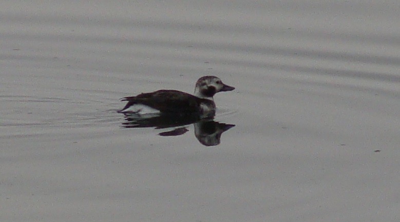 Long-tailed Duck - ML45870301