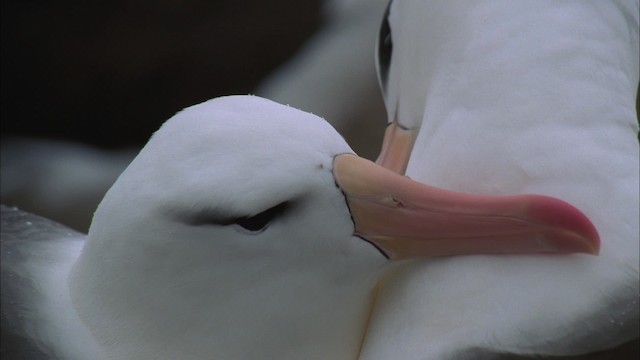 Чернобровый альбатрос - ML458704