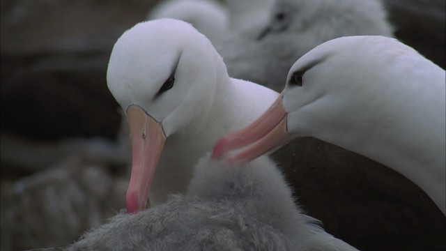 Чернобровый альбатрос - ML458705