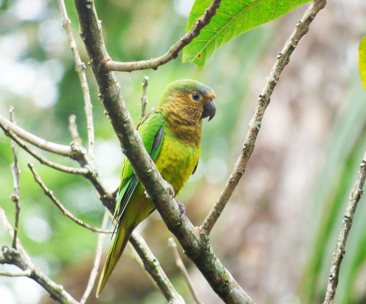 Brown-throated Parakeet - Scott Winton