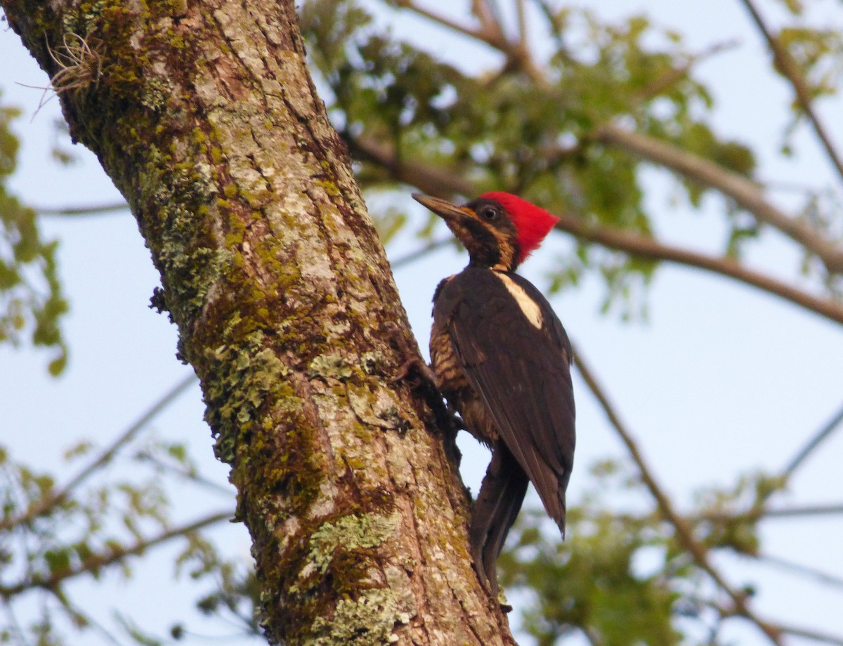 Lineated Woodpecker - Scott Winton