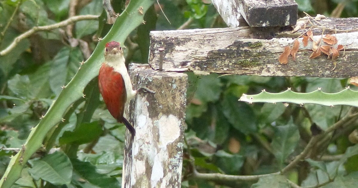 Scarlet-backed Woodpecker - ML458721341