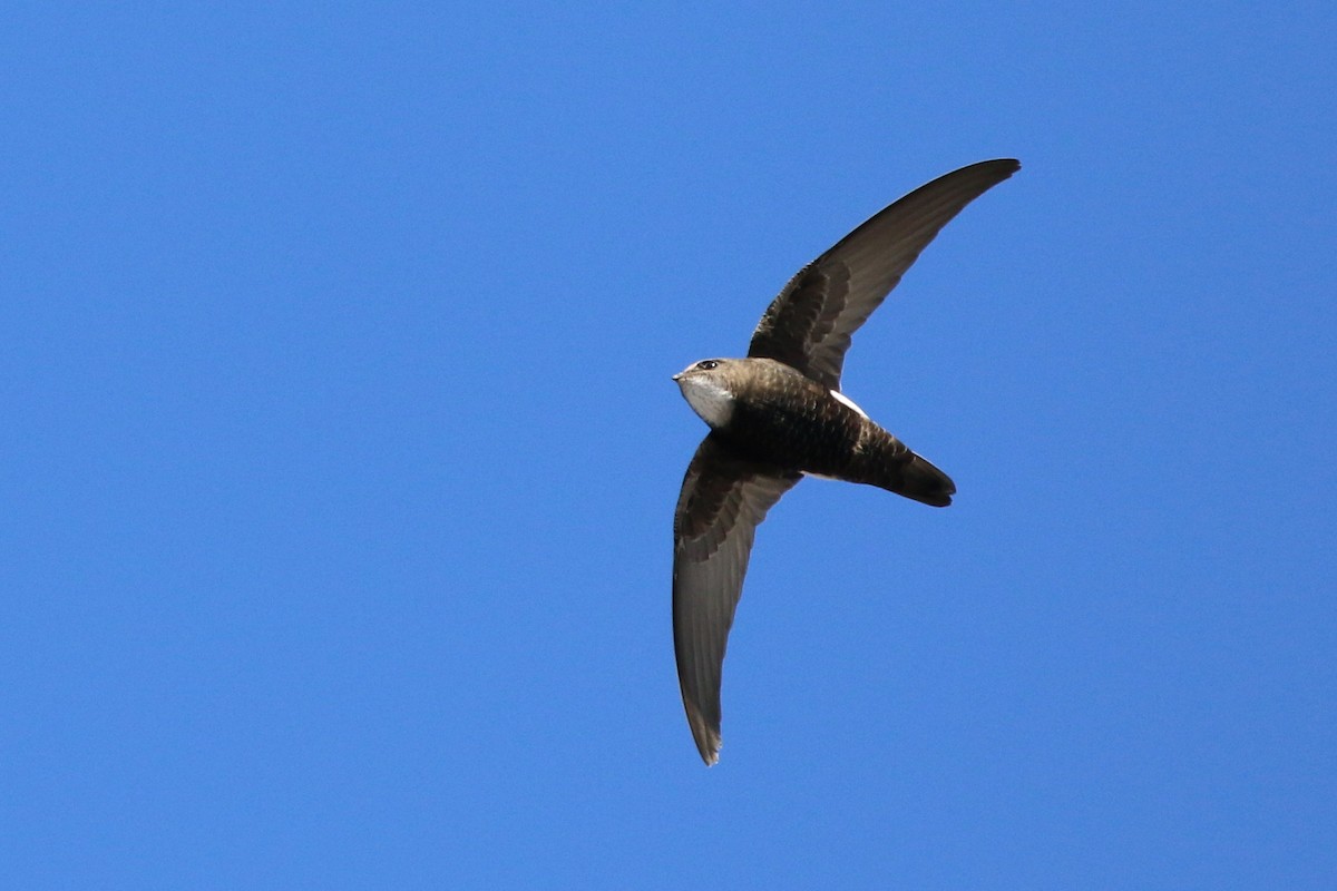 House Swift - ML458723071