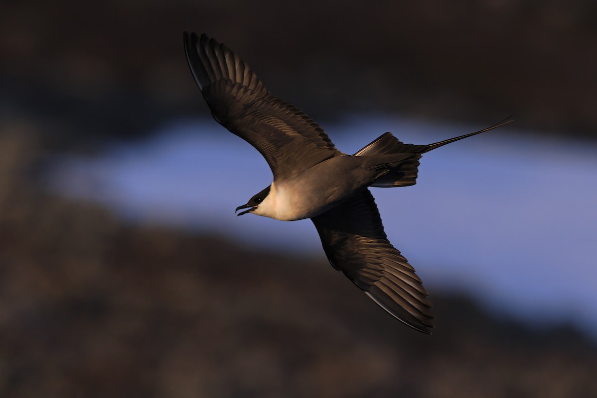 Long-tailed Jaeger - ML458723711