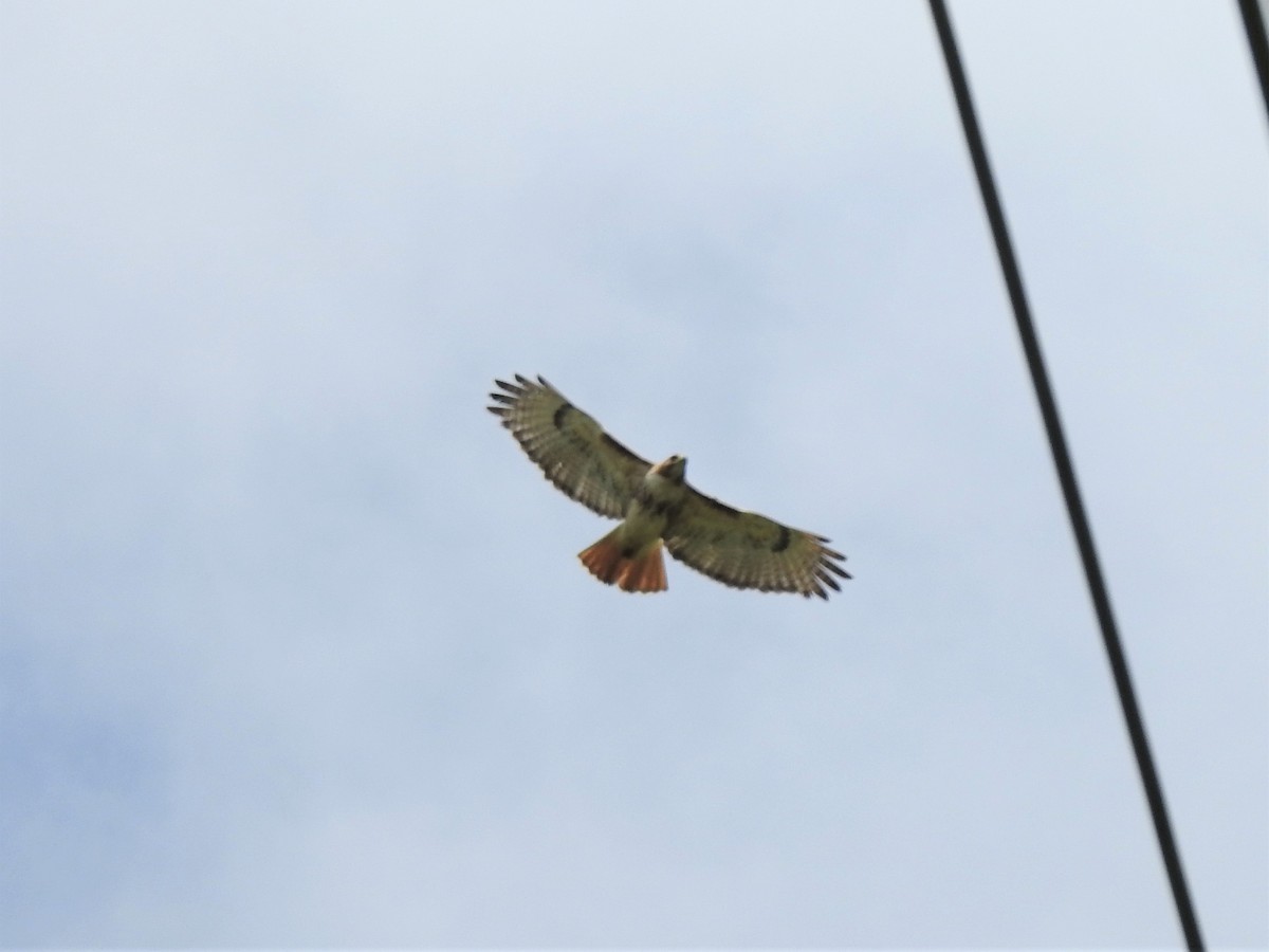 Red-tailed Hawk - ML458726231