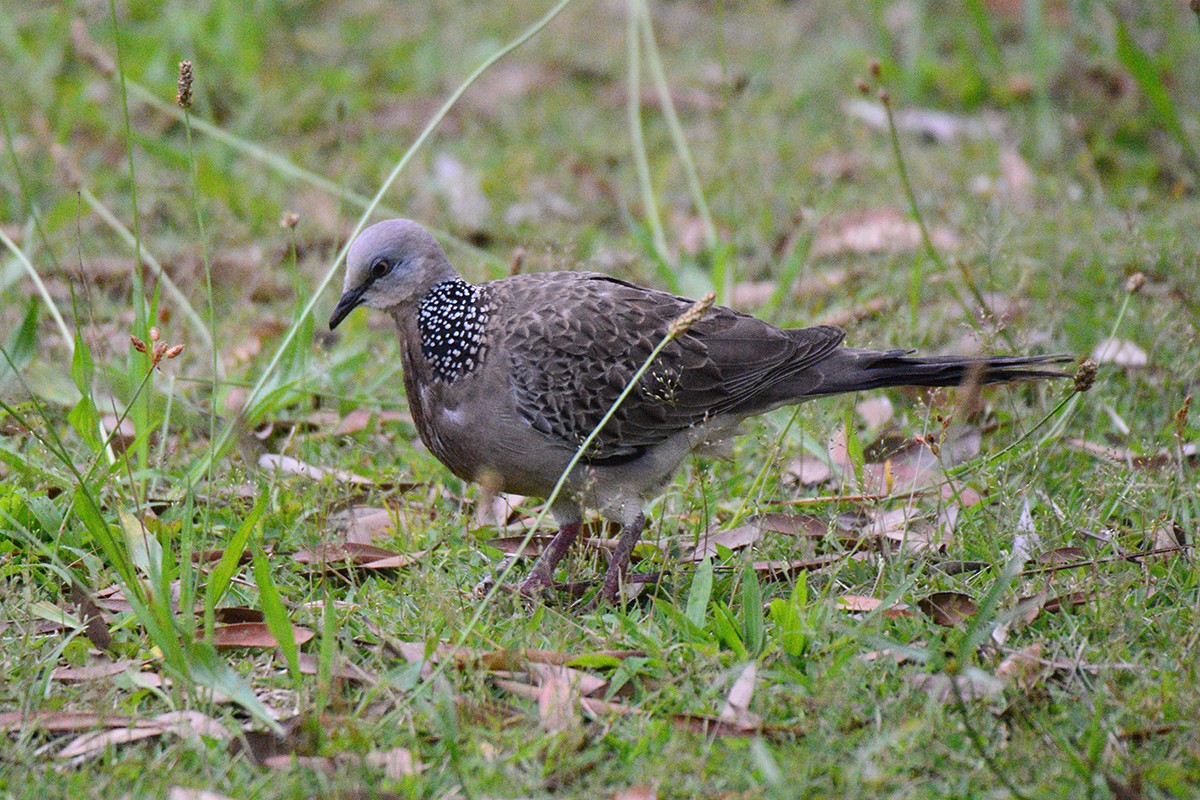 Spotted Dove - ML458728681
