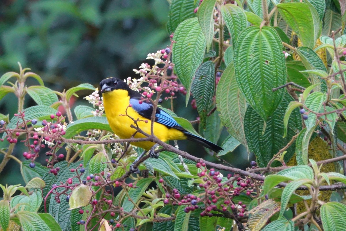 Blue-winged Mountain Tanager - ML458729881