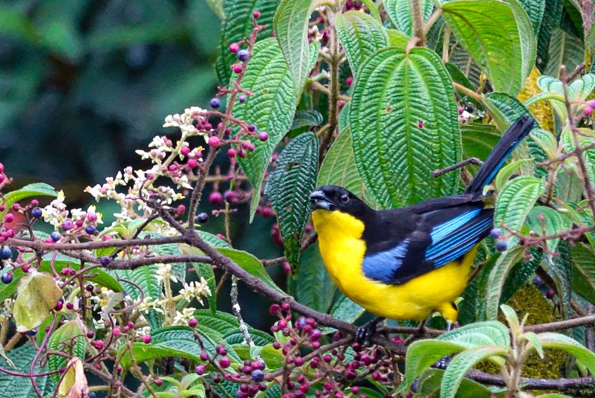 Blue-winged Mountain Tanager - ML458729891