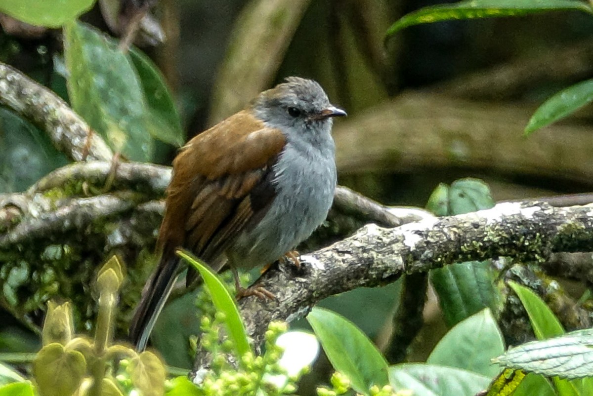 Andean Solitaire - ML458730131