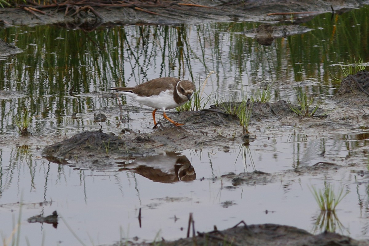 Common Ringed Plover - ML45873061