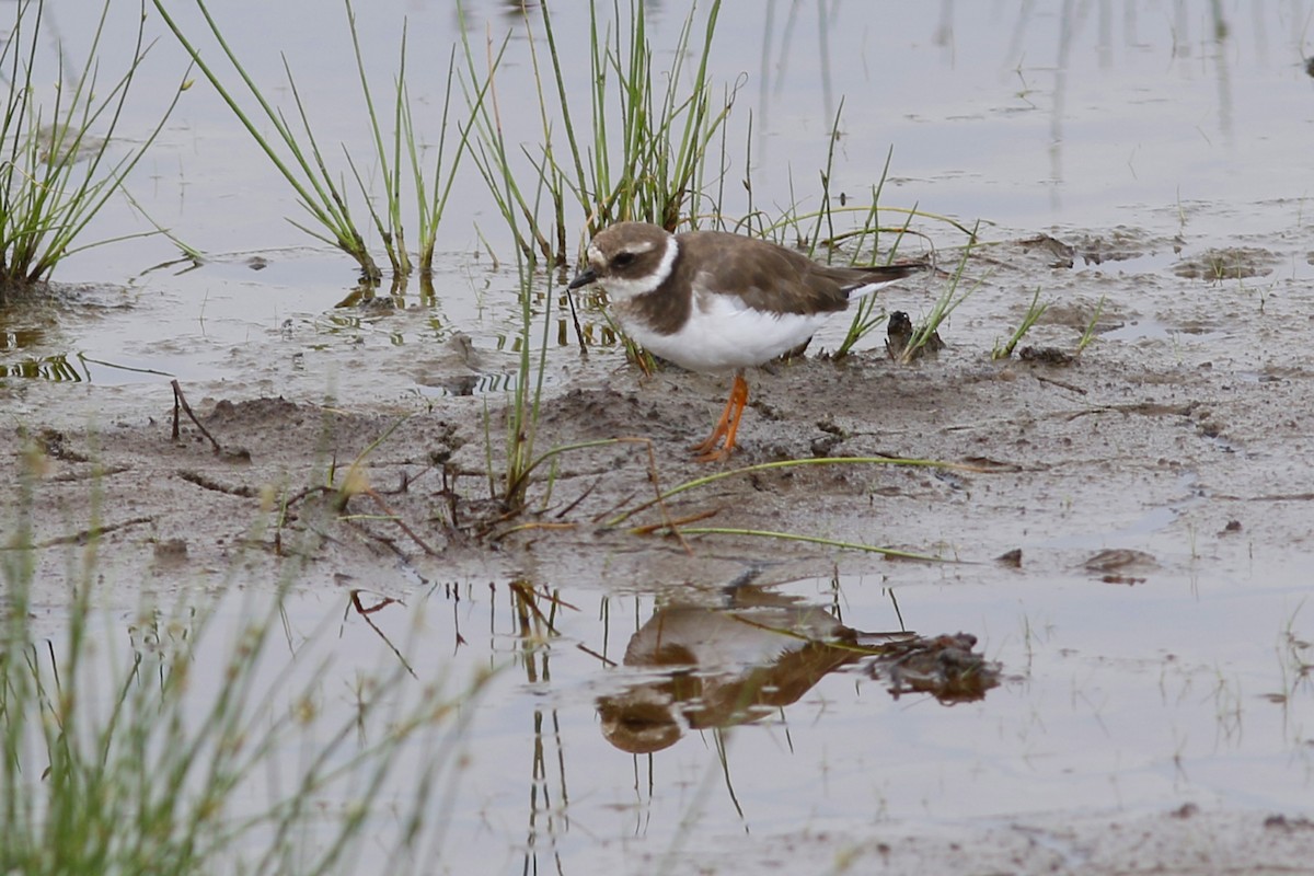 Common Ringed Plover - ML45873071