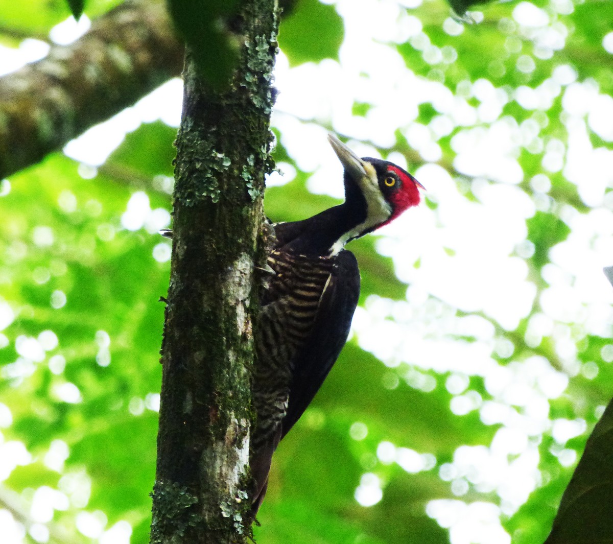 Crimson-crested Woodpecker - Scott Winton