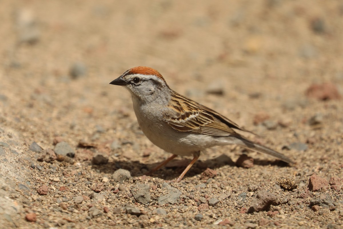Chipping Sparrow - ML458734311