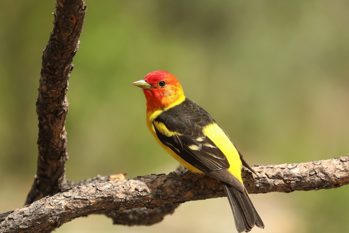 Western Tanager - ML458734631