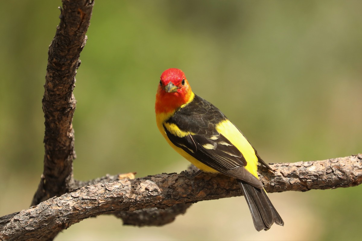 Western Tanager - ML458734671