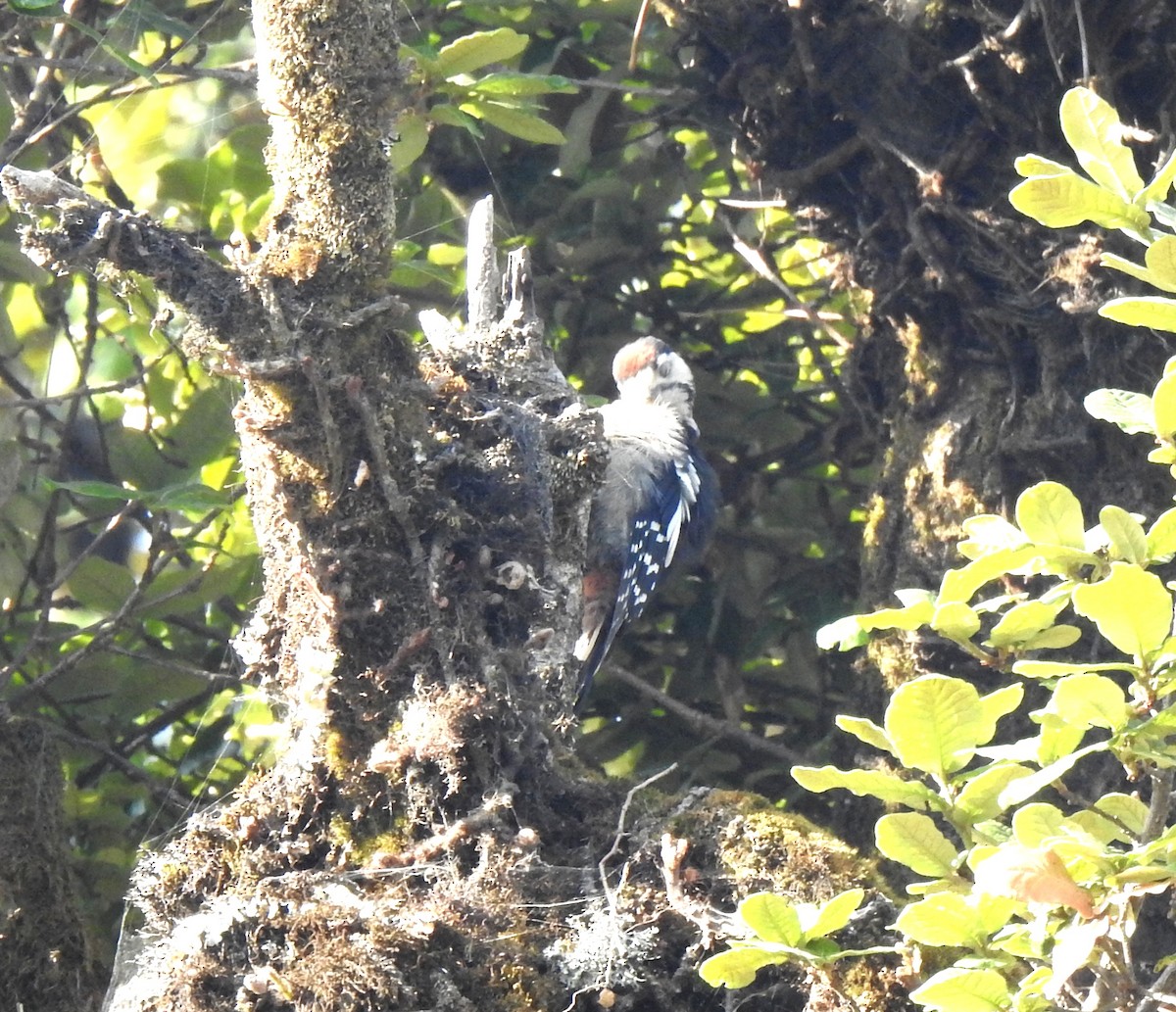 Himalayan Woodpecker - ML458739081