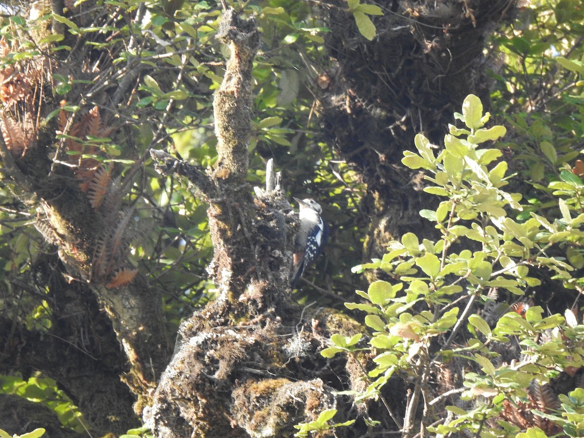 Himalayan Woodpecker - ML458739211
