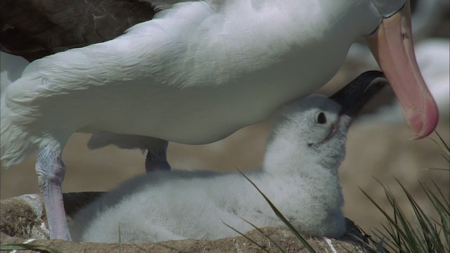 Чернобровый альбатрос - ML458741