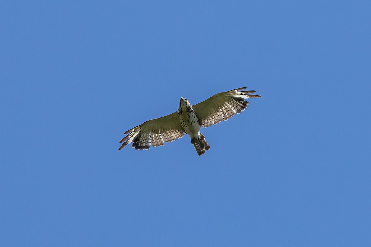 Broad-winged Hawk - ML458746111