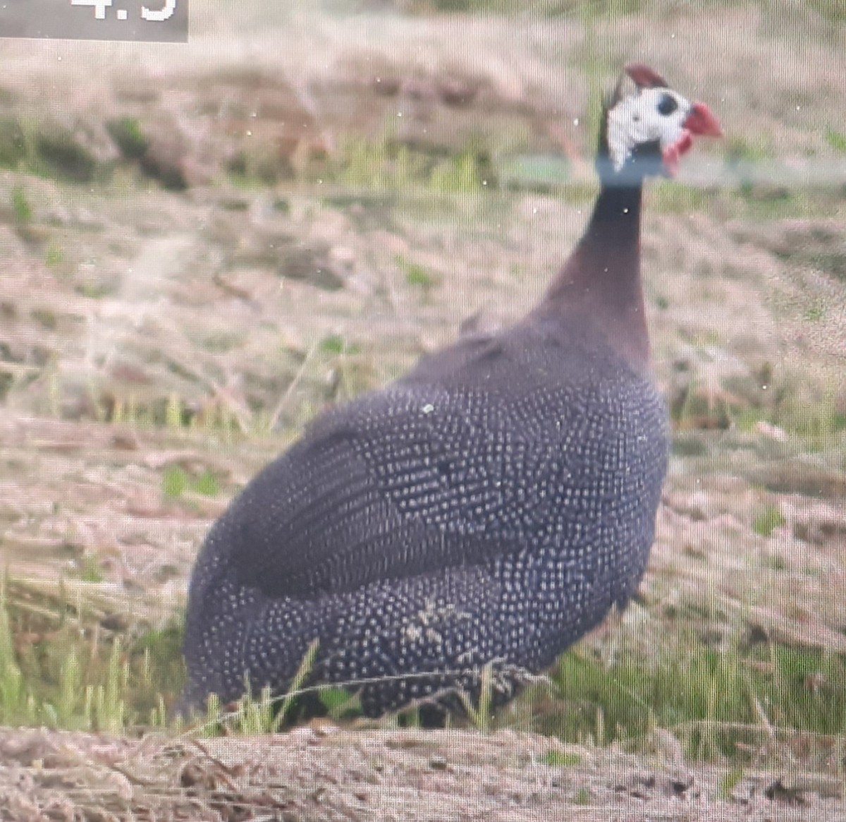 Helmeted Guineafowl (West African) - ML458755511