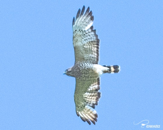 Broad-winged Hawk - ML458757721