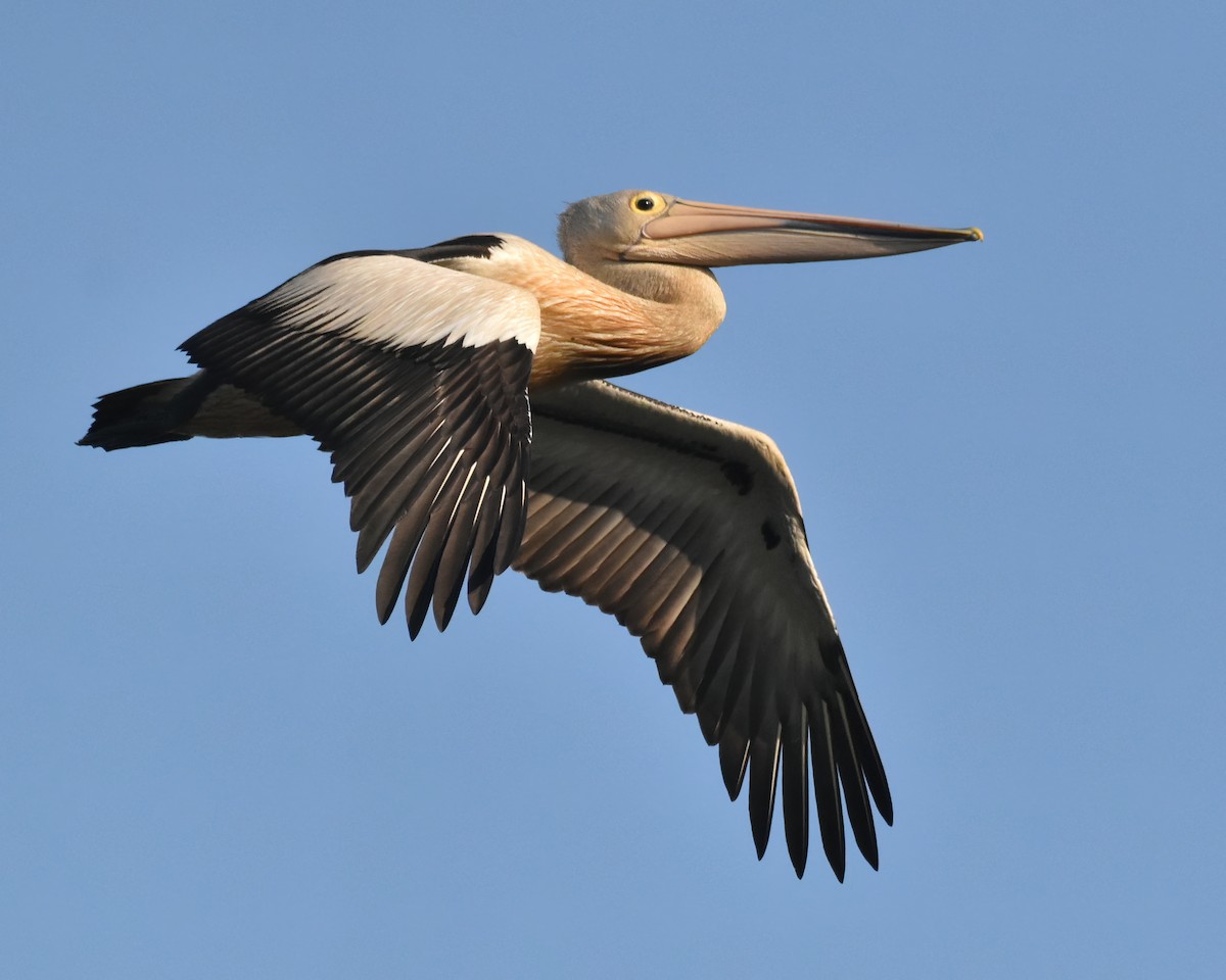 Australian Pelican - Frank Lin