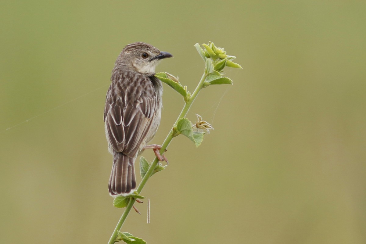 Croaking Cisticola - John C Sullivan