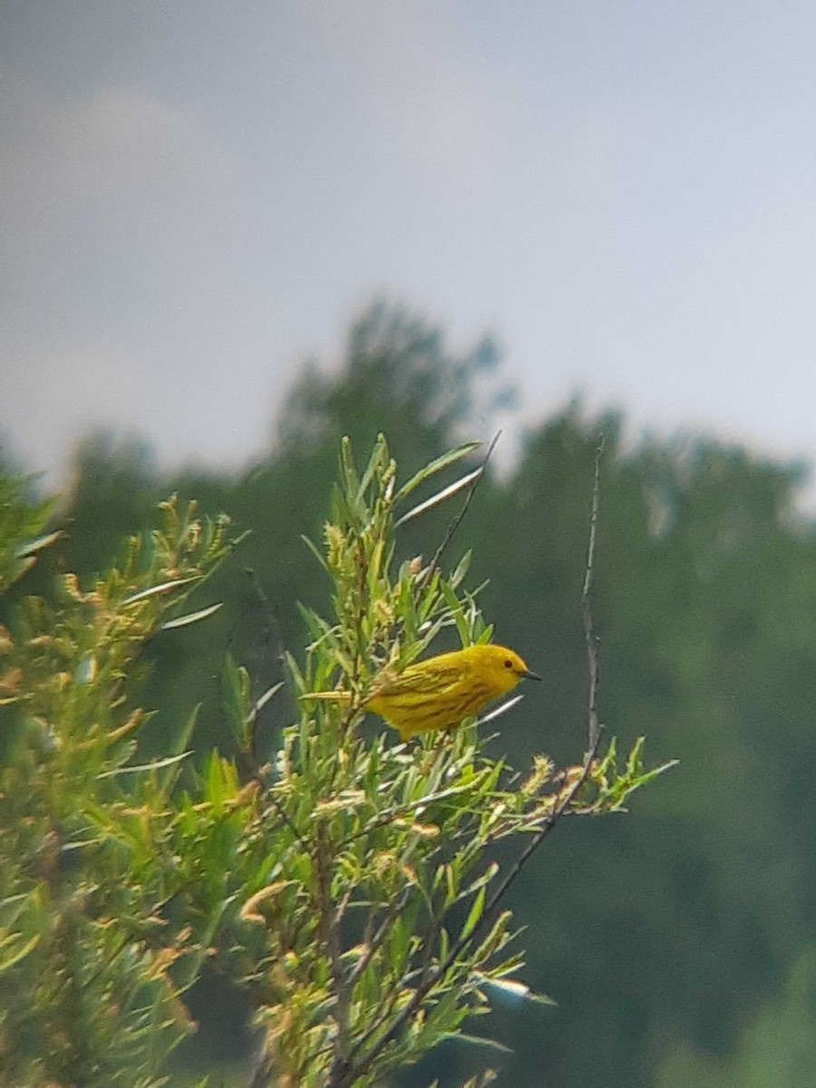 Yellow Warbler - ML458761691