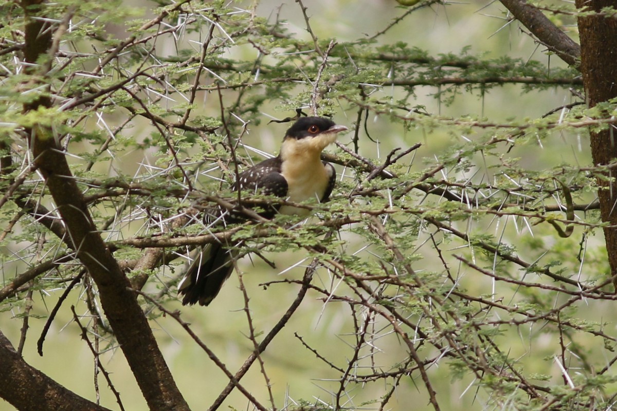 Great Spotted Cuckoo - ML45876411