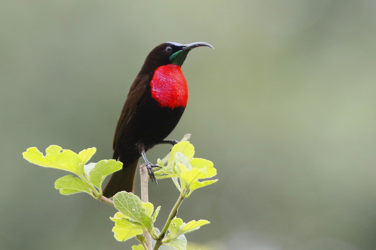 Scarlet-chested Sunbird - ML45876461